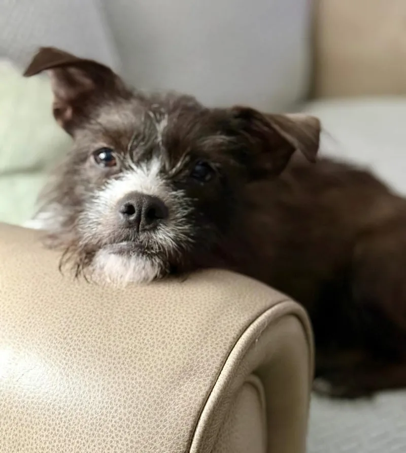 Truffles thumbnail 5