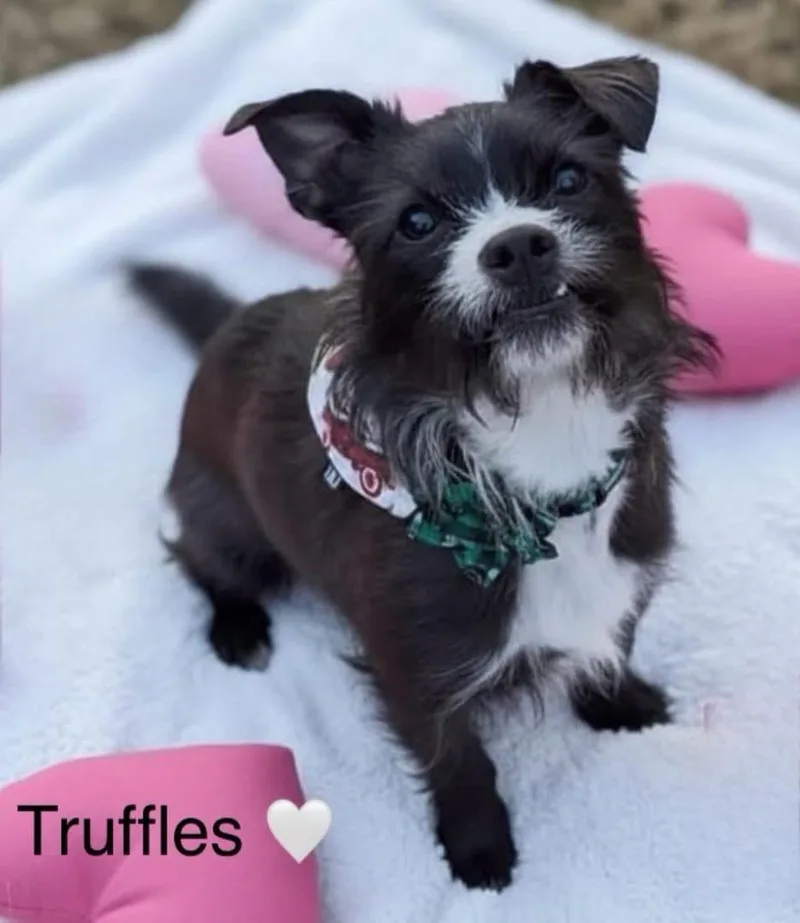 Truffles