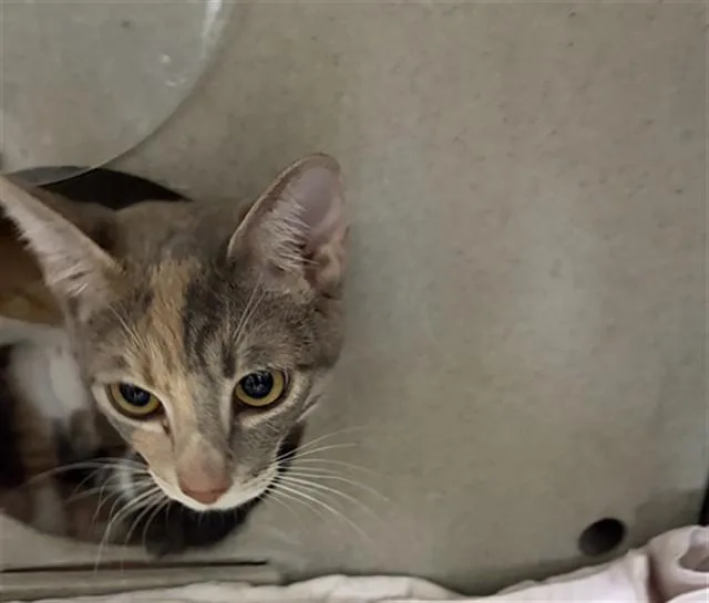 A young small-sized female Domestic Short Hair cat named Sweet N Sour for adoption in San Bernardino, CA