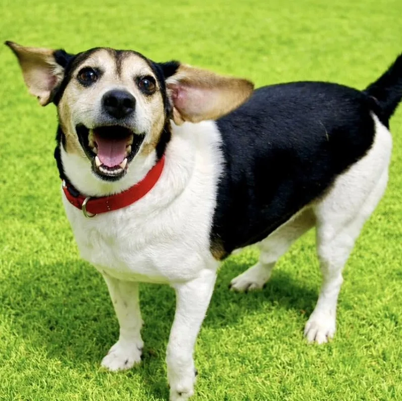 An adult medium-sized male Tricolor (Brown, Black, & White) Beagle dog named Carlton for adoption in Battle Creek, MI