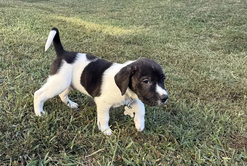A baby large-sized male Anatolian Shepherd dog named Hunter Halloween Litter for adoption in Holly Springs, NC