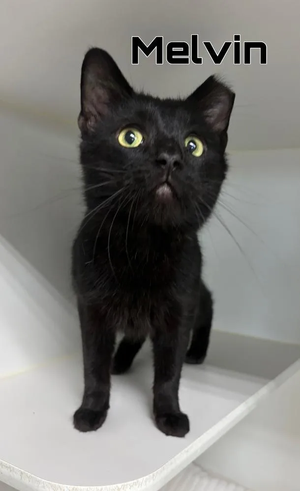 An adult medium-sized male Black Domestic Short Hair cat named Melvin for adoption in Rochester, IN