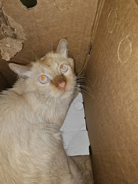 A young medium-sized male Domestic Short Hair cat named James for adoption in Dallas, TX