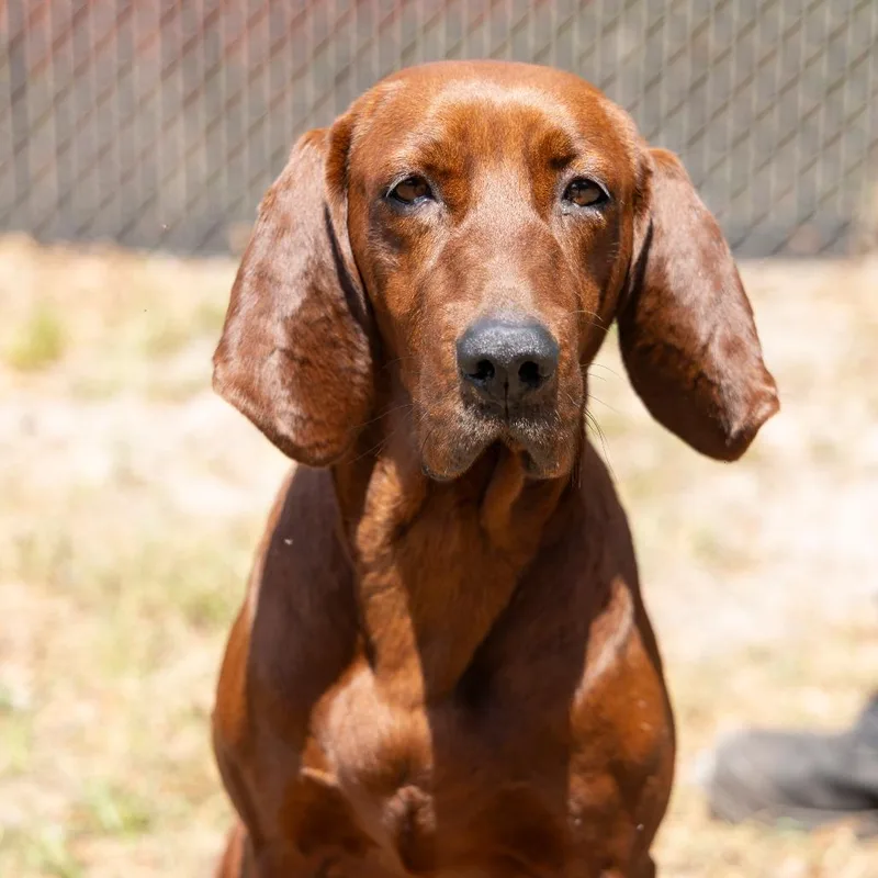 An adult medium-sized female Red / Chestnut / Orange Redbone Coonhound dog named Prairie for adoption in Gainesville, FL