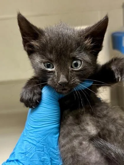 A baby medium-sized female Black Domestic Short Hair cat named Venus for adoption in Wichita, KS