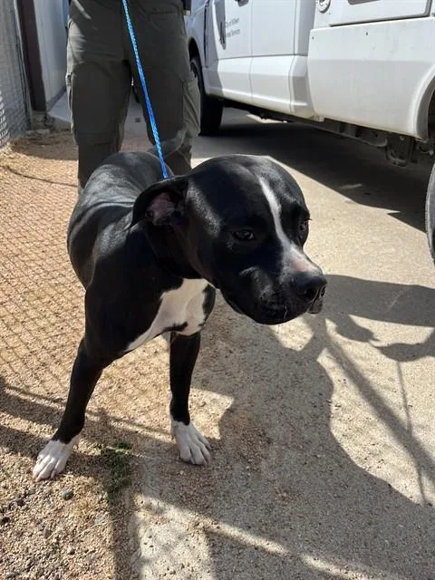 A young large-sized male Pit Bull Terrier dog named Tank for adoption in Killeen, TX