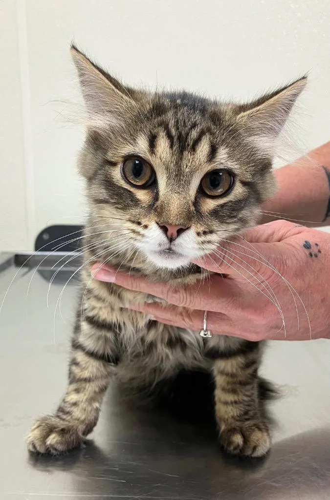 A baby medium-sized male Domestic Long Hair cat named Cleon for adoption in Christiansburg, VA