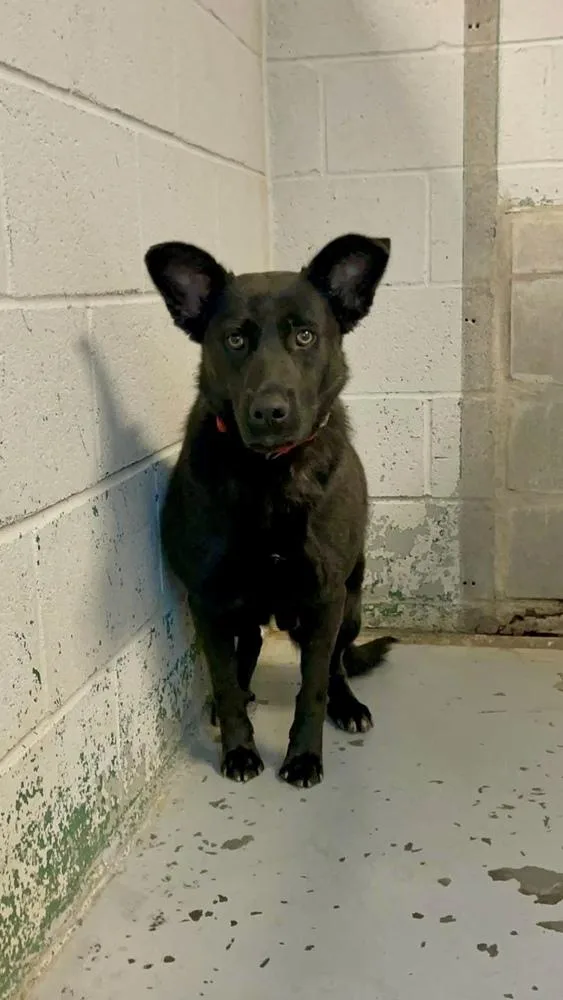 A young medium-sized male Black German Shepherd Dog dog named Sunshine for adoption in Brewster , NY