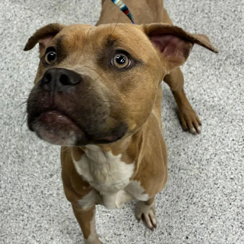 An adult medium-sized male Yellow / Tan / Blond / Fawn Mixed Breed dog named Chase for adoption in Oak Park, IL