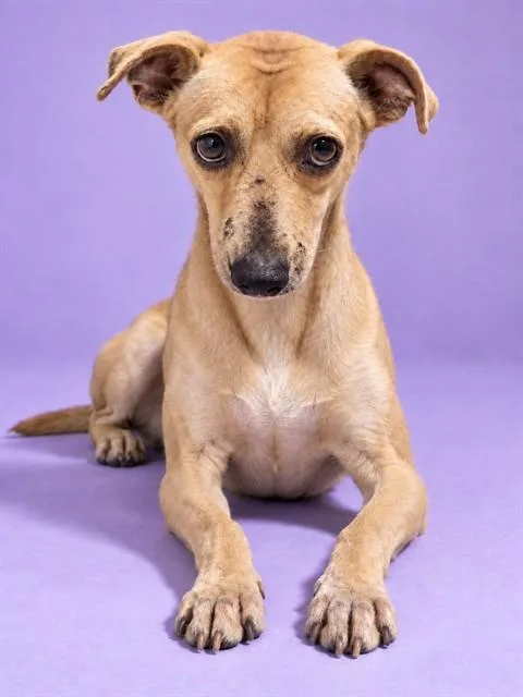 A young medium-sized male Mixed Breed dog named Macbeth for adoption in Jacksonville, FL