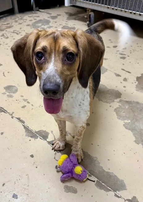 An adult small-sized female Beagle dog named Winifred for adoption in Shorewood, IL