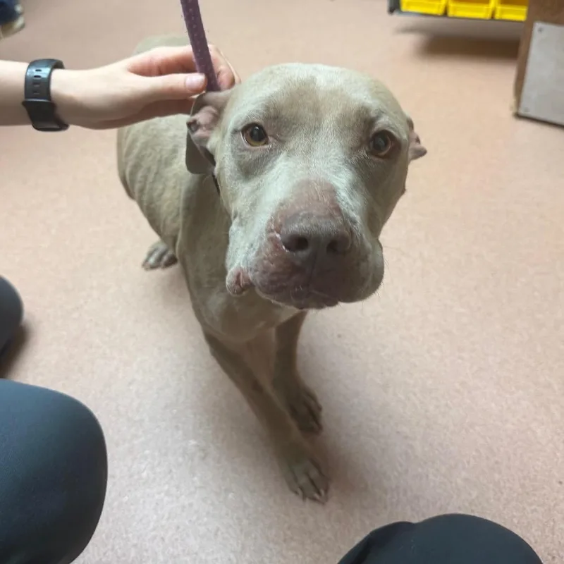 An adult medium-sized female Yellow / Tan / Blond / Fawn Mixed Breed dog named Zuzu for adoption in Columbus, GA