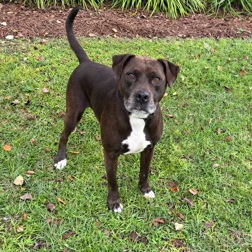 An adult large-sized male Labrador Retriever dog named Rocko for adoption in Valdosta, GA