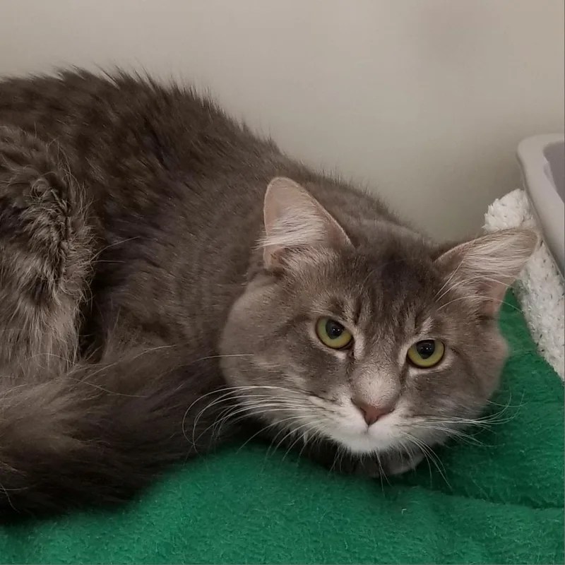 A senior large-sized male Domestic Medium Hair cat named Logan for adoption in Cumming, GA