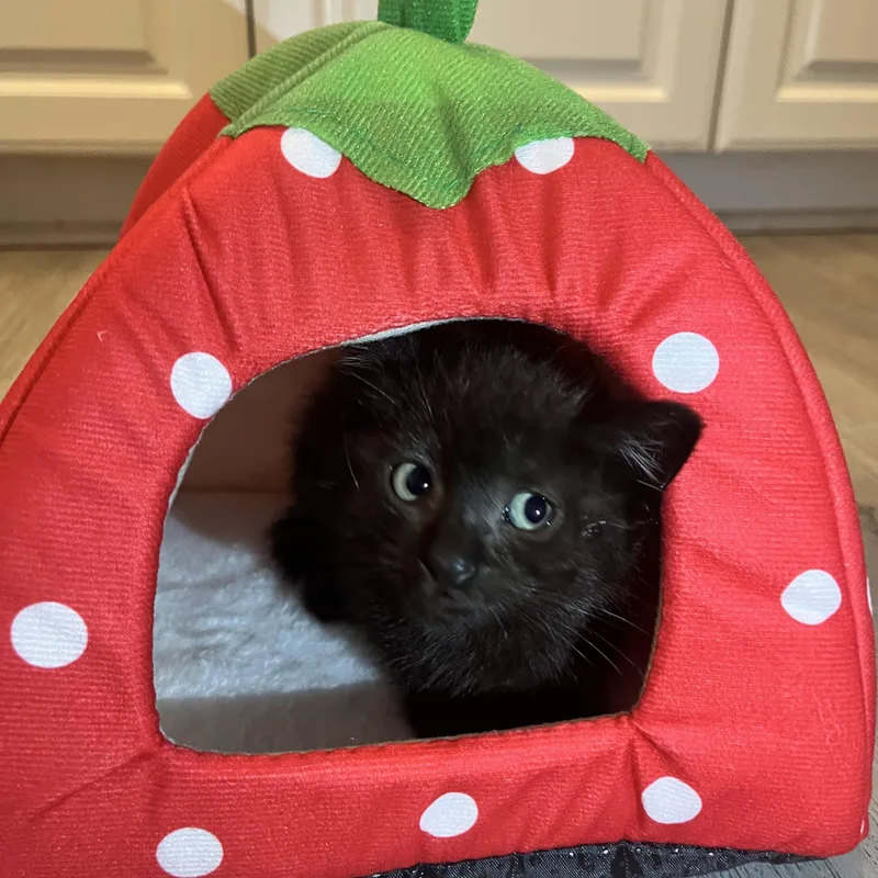 A baby large-sized male Black Domestic Short Hair cat named Donavon for adoption in Santa Ana, CA