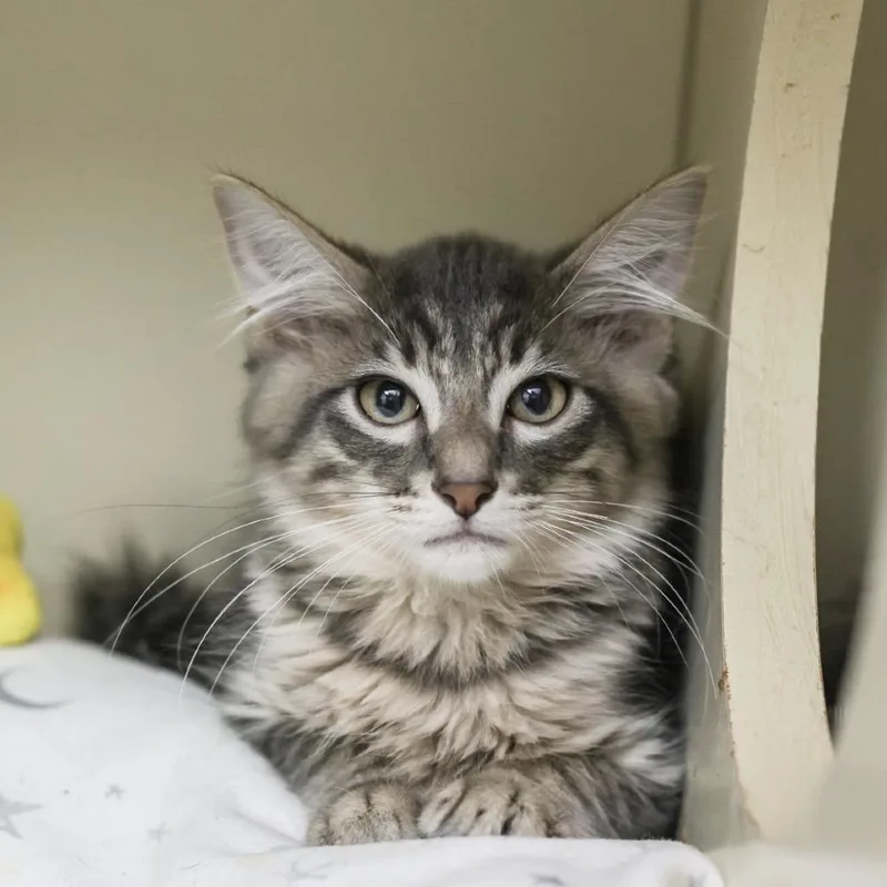 A baby small-sized male Gray / Blue / Silver Domestic Short Hair cat named Leopard for adoption in Los Angeles, CA