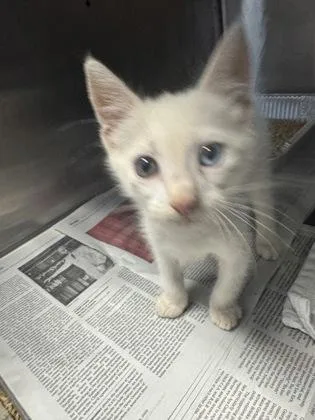 A baby small-sized male Domestic Short Hair cat named Manager for adoption in Chamblee, GA