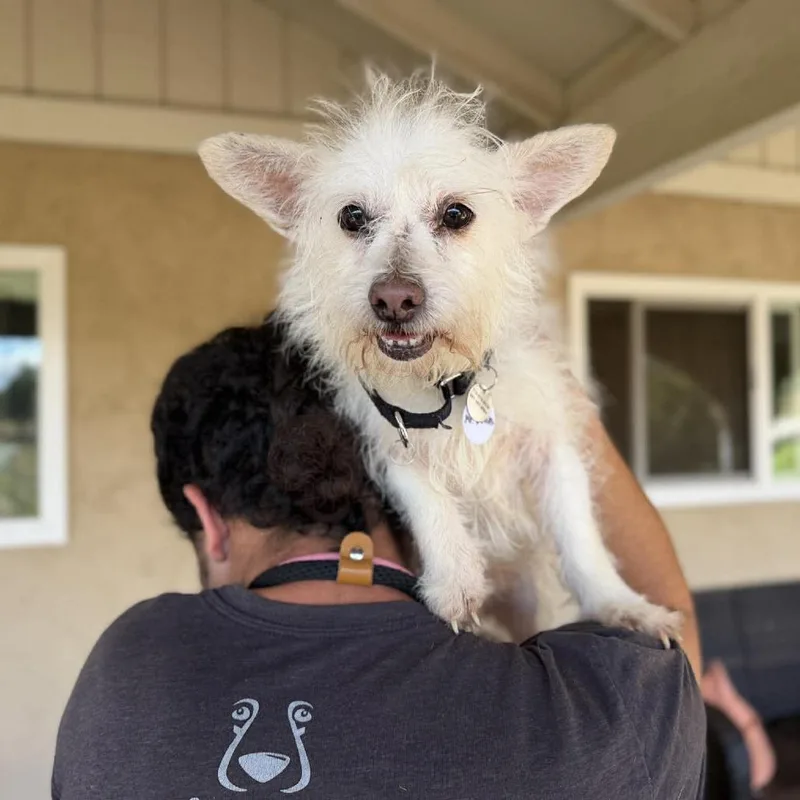 A senior small-sized male White / Cream Terrier dog named Mr. Deeds for adoption in Ramona, CA