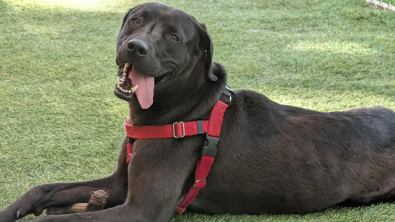 A young medium-sized male Black Labrador Retriever dog named Duke for adoption in Hollis, NH