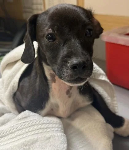 A baby small-sized male Mixed Breed dog named Papaya for adoption in Honolulu, HI