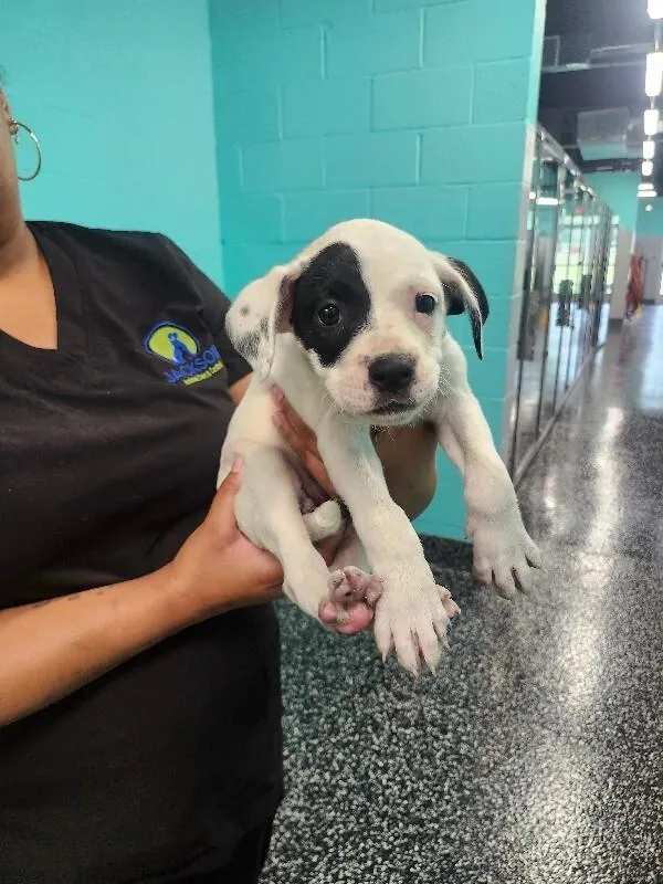 A young medium-sized female White / Cream Boxer dog named Ella for adoption in Jackson, TN