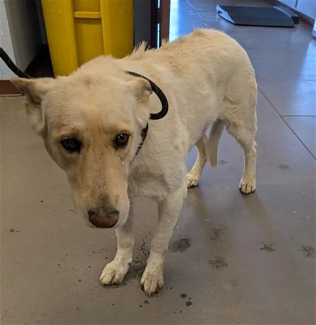 An adult large-sized male German Shepherd Dog dog named Kristoff for adoption in Phoenix, AZ