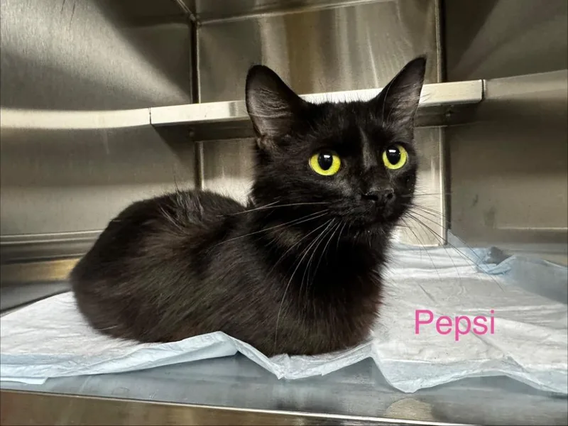 A baby medium-sized female Domestic Short Hair cat named Pepsi for adoption in Shelbyville, TN