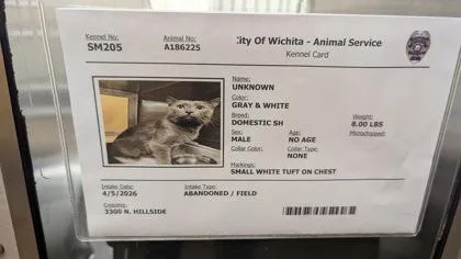 An adult medium-sized male Gray / Blue / Silver Domestic Short Hair cat named Warg for adoption in Wichita, KS