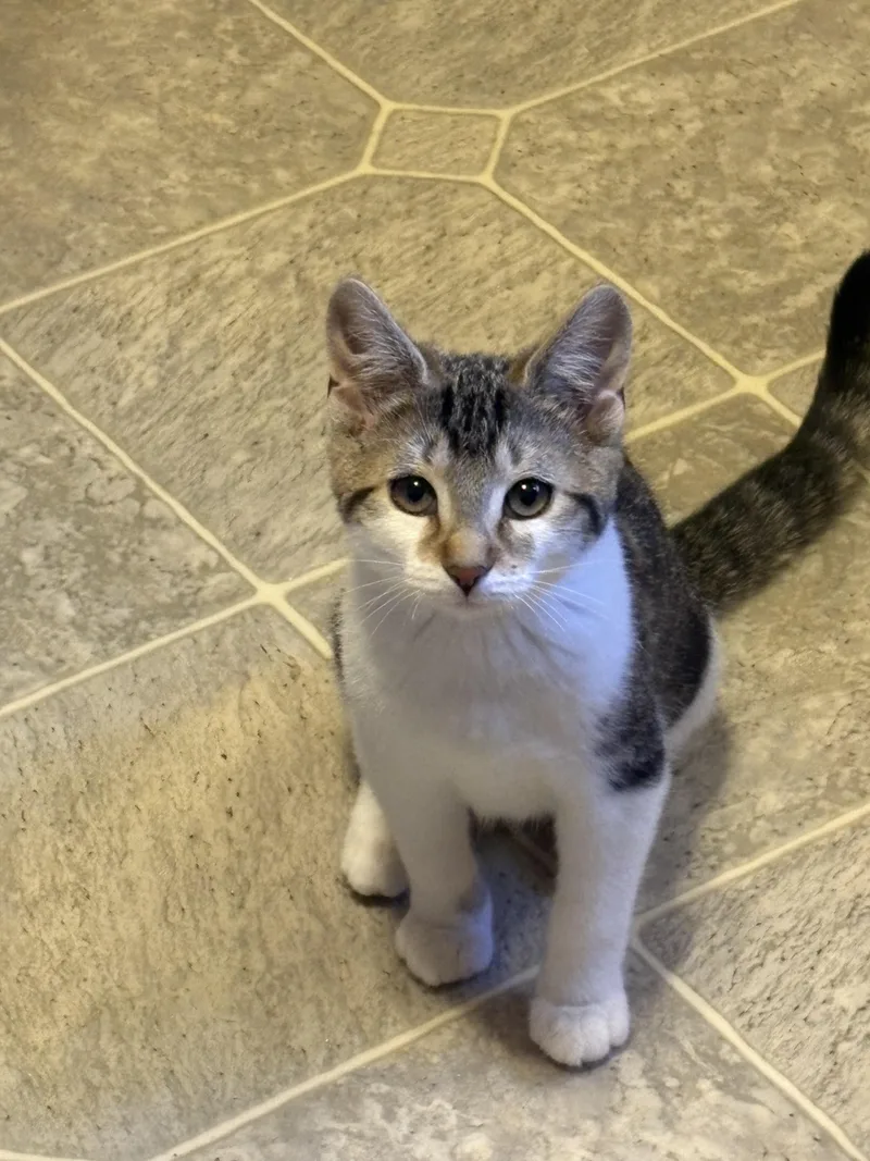 A young medium-sized female Tabby (Gray / Blue / Silver) Domestic Short Hair cat named Olivia for adoption in Riverside, RI