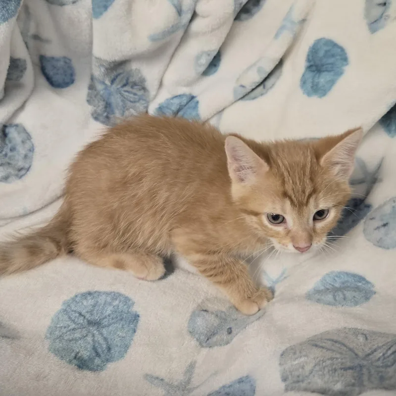 A young medium-sized male Orange / Red Domestic Medium Hair cat named Teddy for adoption in Xenia , OH