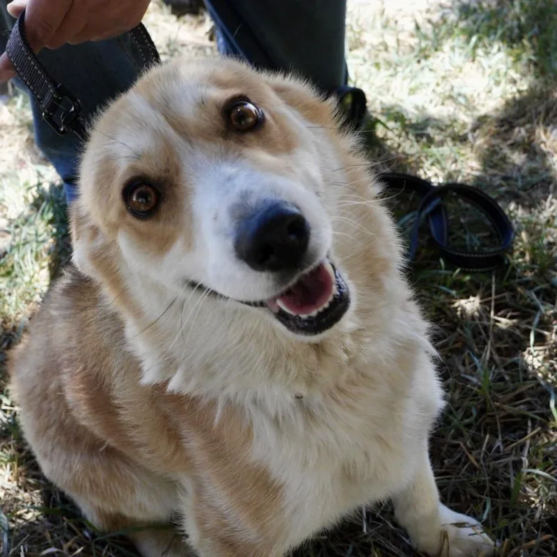 An adult small-sized male White / Cream Cardigan Welsh Corgi dog named Peanut for adoption in Pagosa Springs, CO