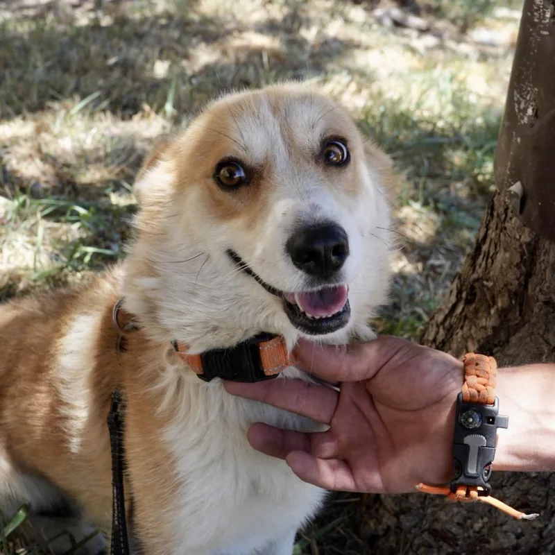Peanut thumbnail 2