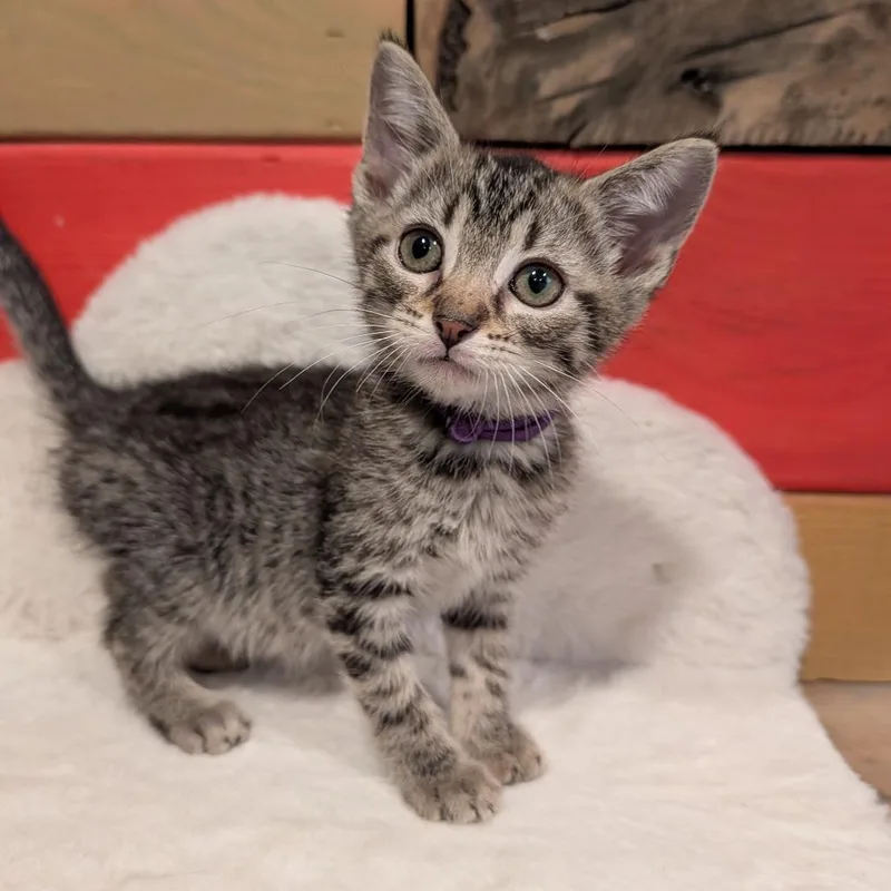 A baby medium-sized male Tabby (Buff / Tan / Fawn) Domestic Short Hair cat named Bruno Mars for adoption in Cape Girardeau, MO