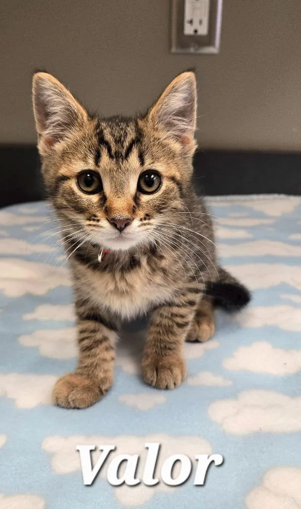 A baby small-sized male Domestic Short Hair cat named Valor for adoption in Sidney, OH