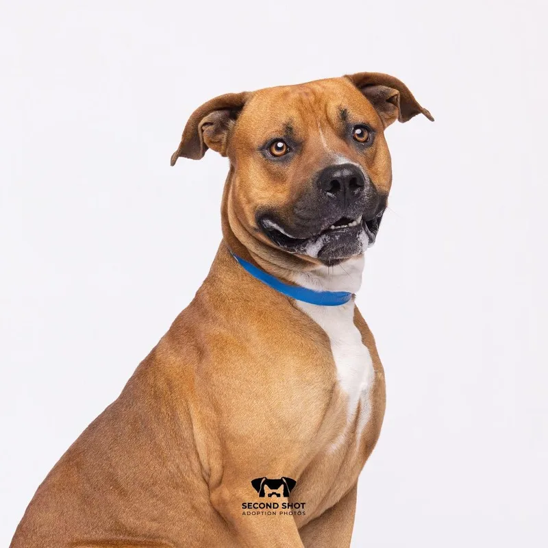 An adult large-sized male Brown / Chocolate Terrier dog named Joe for adoption in Tampa, FL