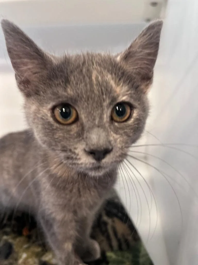 A baby medium-sized female Domestic Short Hair cat named Freya for adoption in Cumming, GA