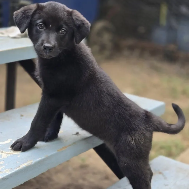 A baby medium-sized female Black Australian Cattle Dog / Blue Heeler dog named Ember for adoption in Mansfield, TX