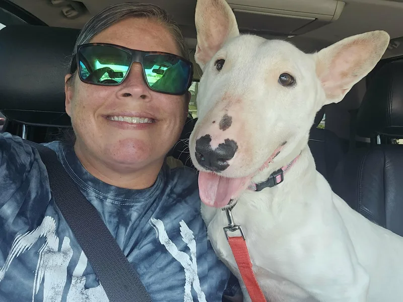 An adult large-sized female Bull Terrier dog named Aubrey for adoption in New York, NY