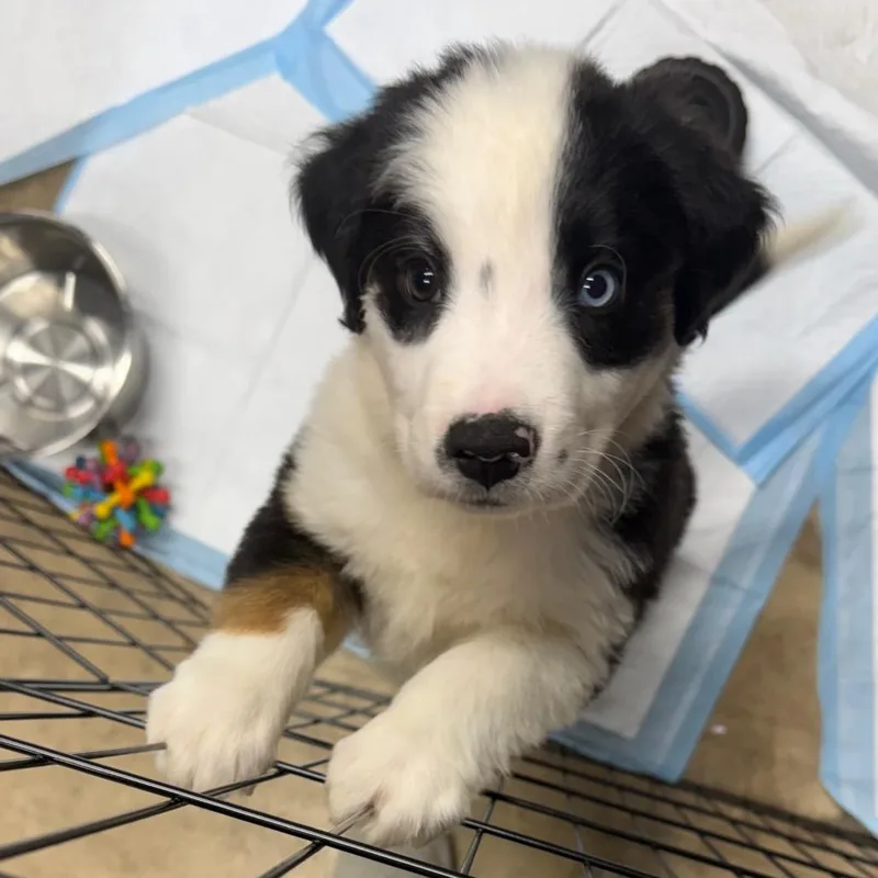 A baby medium-sized male Black Australian Shepherd dog named Pilot for adoption in Rockville, MD