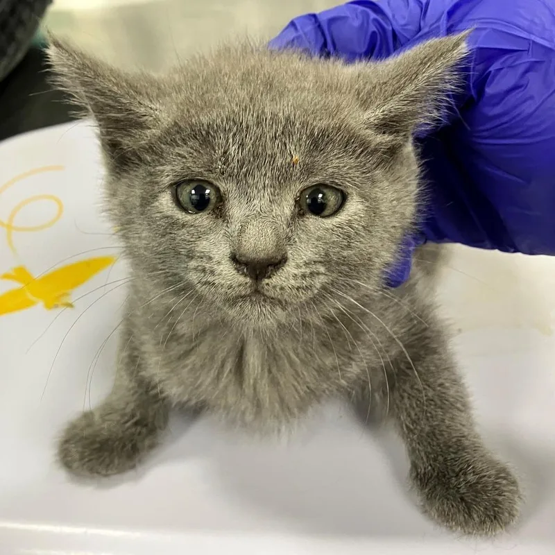 A baby small-sized female Domestic Short Hair cat named Fig for adoption in Las Cruces, NM