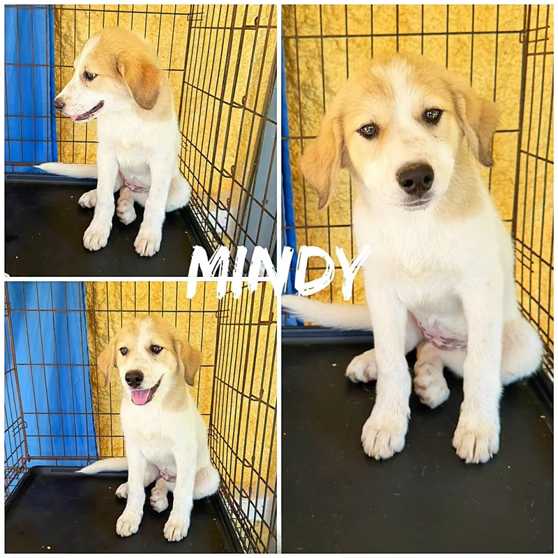 A baby large-sized female Great Pyrenees dog named Mindy for adoption in Saint James, MO
