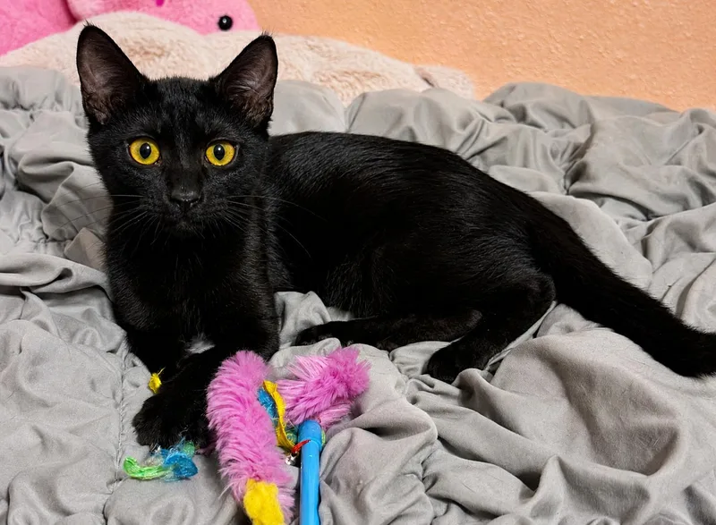 Nova
