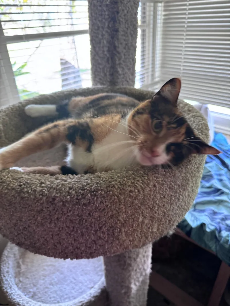 An adult medium-sized female Calico Domestic Short Hair cat named Stella for adoption in Honolulu, HI