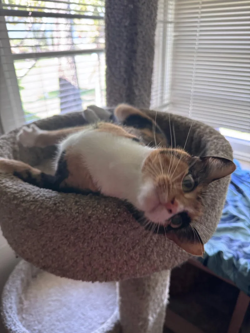 Stella thumbnail 3