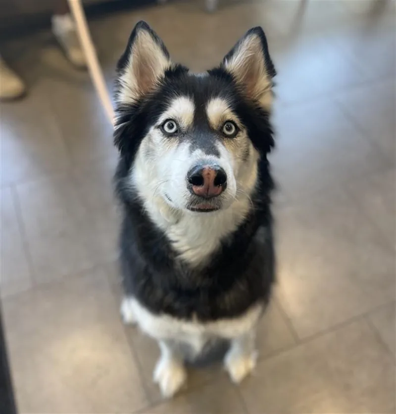 Kaya