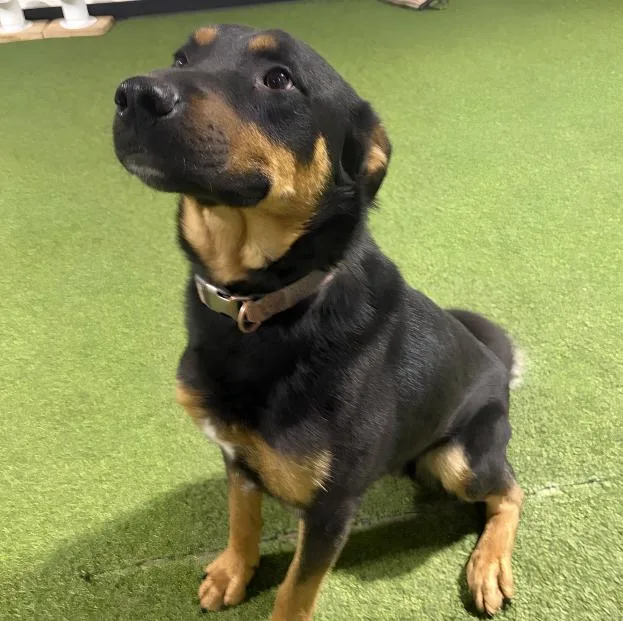 A young large-sized male Bicolor Rottweiler dog named Rocco for adoption in Naperville, IL
