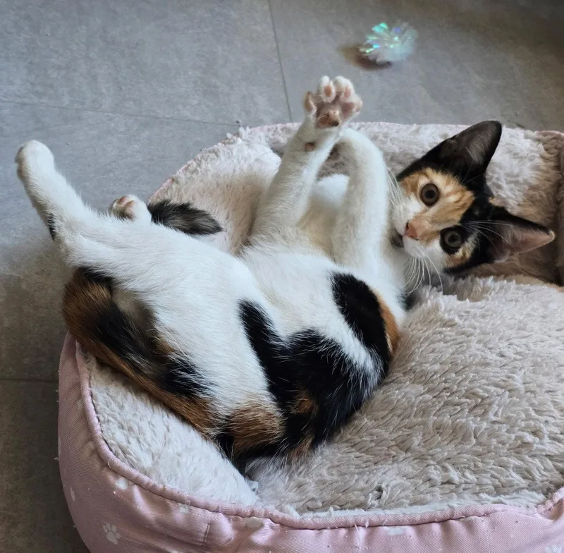 A baby medium-sized female Calico cat named Miss Devine for adoption in San Jose, CA