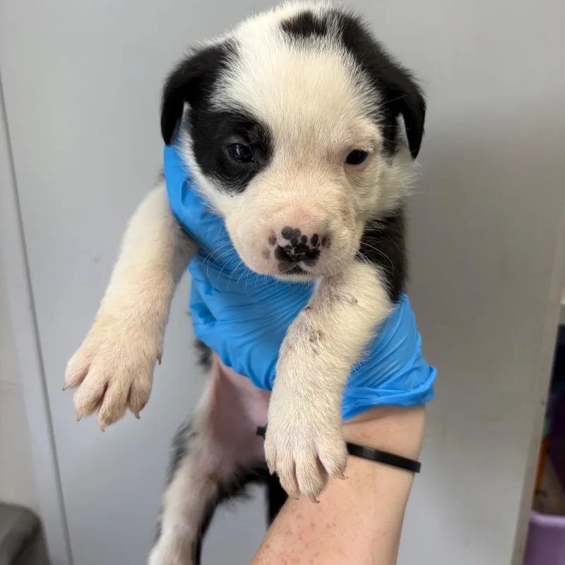 A baby small-sized male Black Mixed Breed dog named Beef and Broccoli for adoption in LOXAHATCHEE, FL