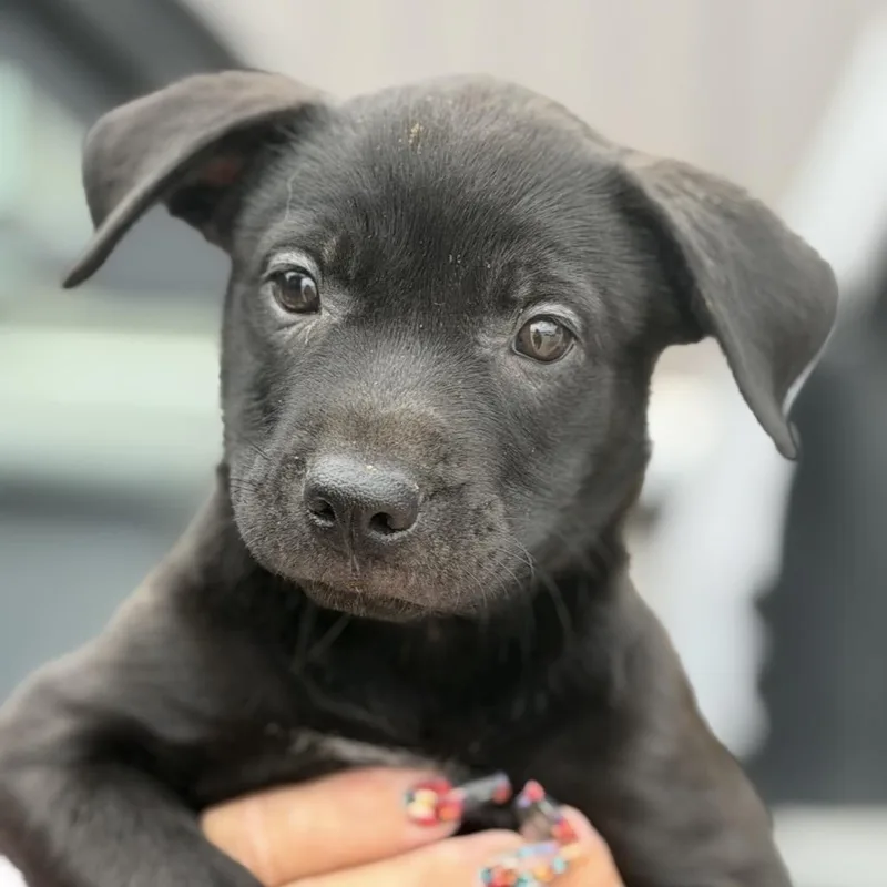 A baby small-sized male Black Labrador Retriever dog named Skylar for adoption in Midland, TX