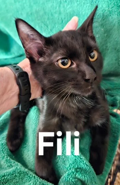 A baby medium-sized female Domestic Short Hair cat named Fili for adoption in Zimmerman, MN